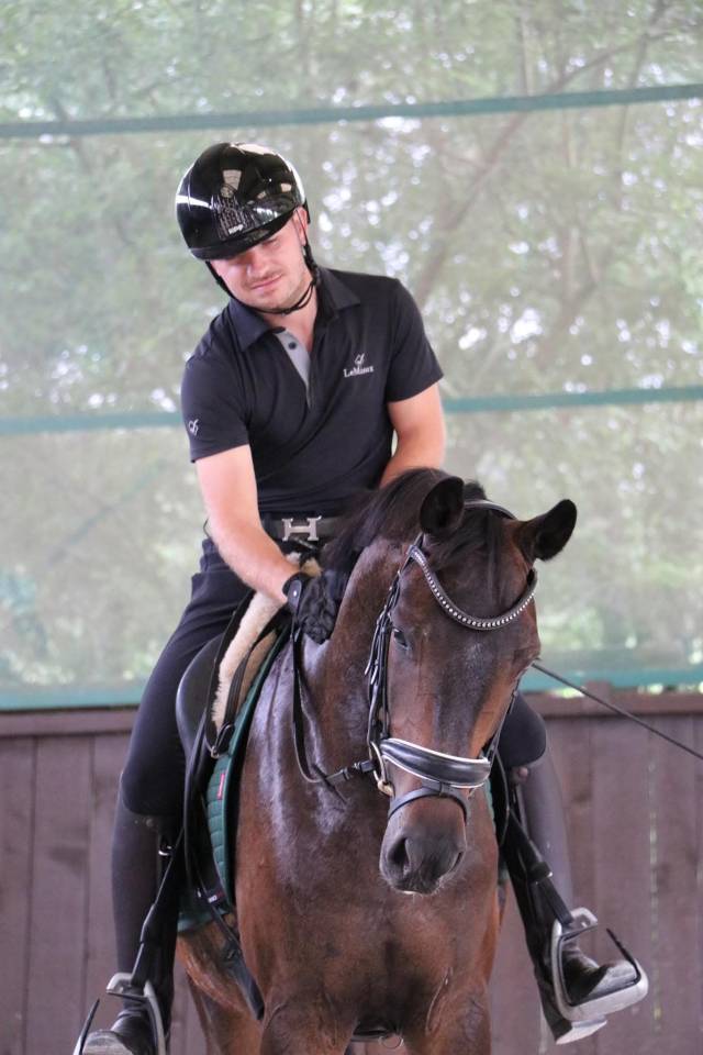 Gelding Oldenburg For sale 2021 Dark Bay