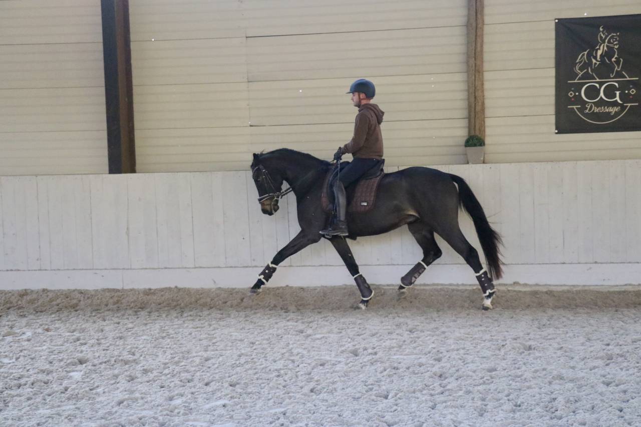 Gelding Oldenburg For sale 2021 Dark Bay