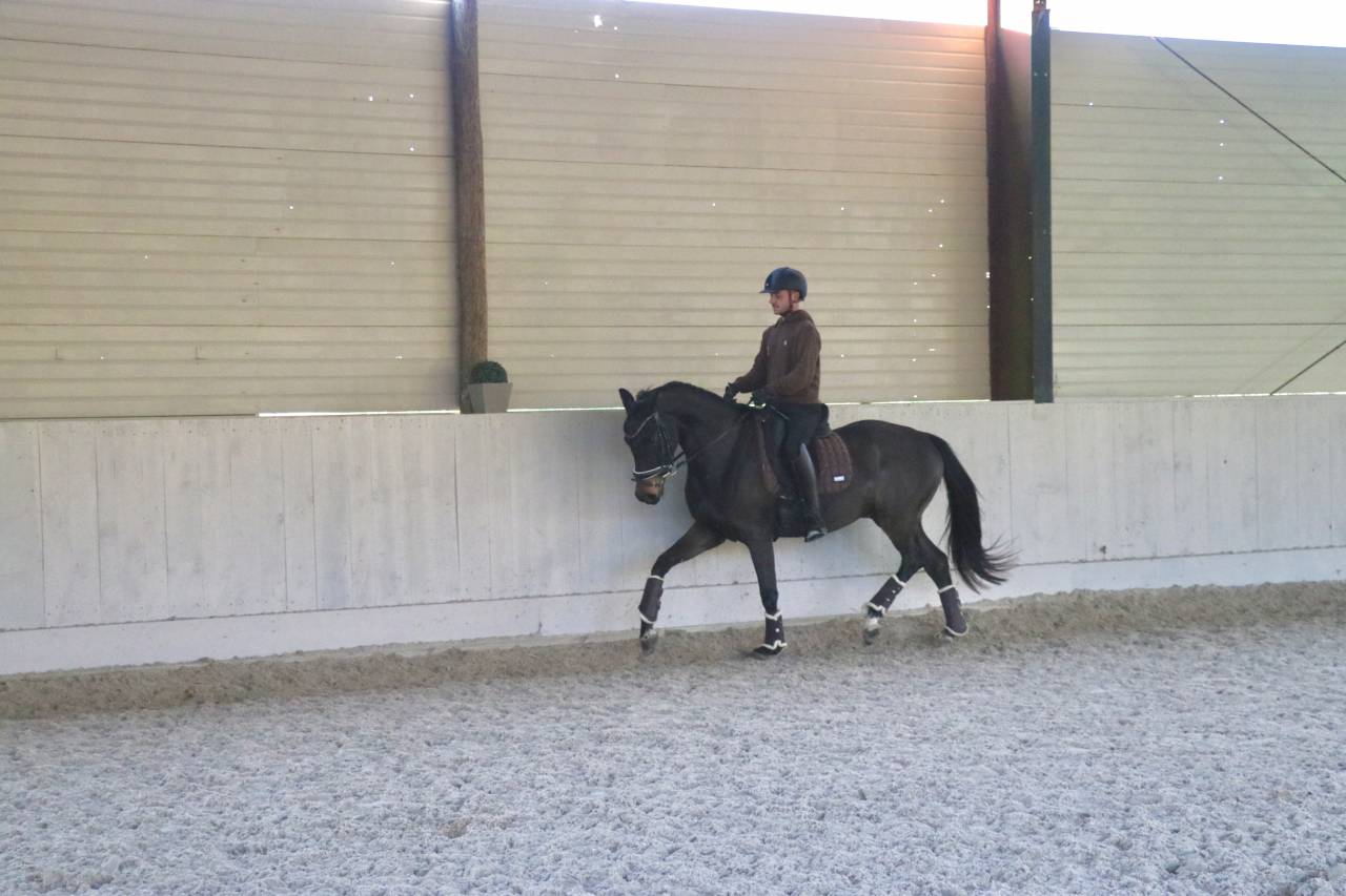 Gelding Oldenburg For sale 2021 Dark Bay