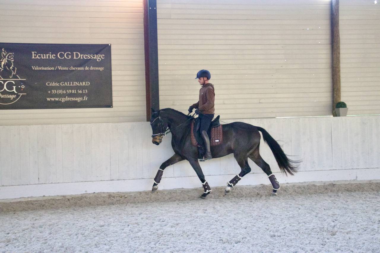 Gelding Oldenburg For sale 2021 Dark Bay