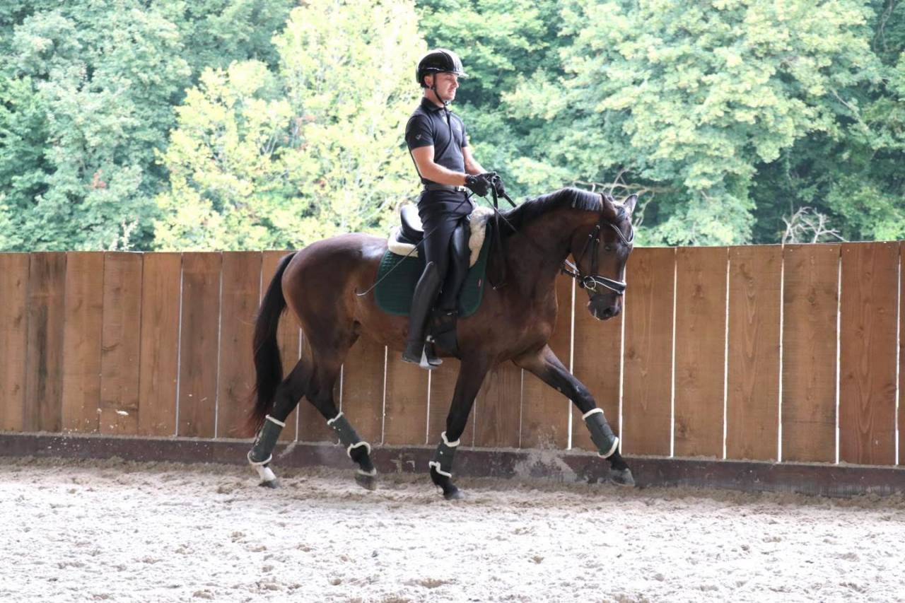Gelding Oldenburg For sale 2021 Dark Bay