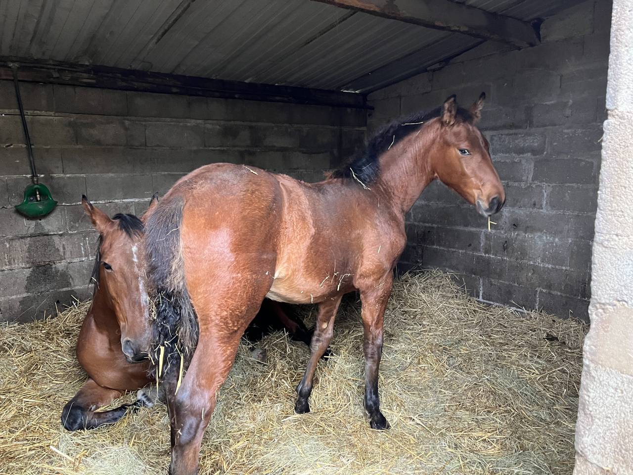 Rider, Showjumping - Other contract Other - Calvados France