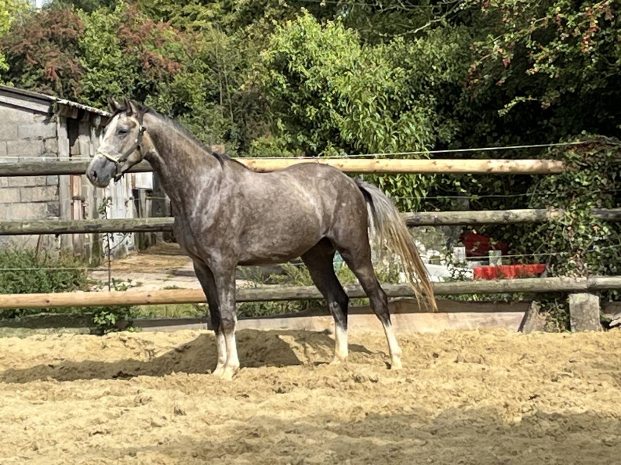 Rider, Showjumping - Other contract Other - Calvados France