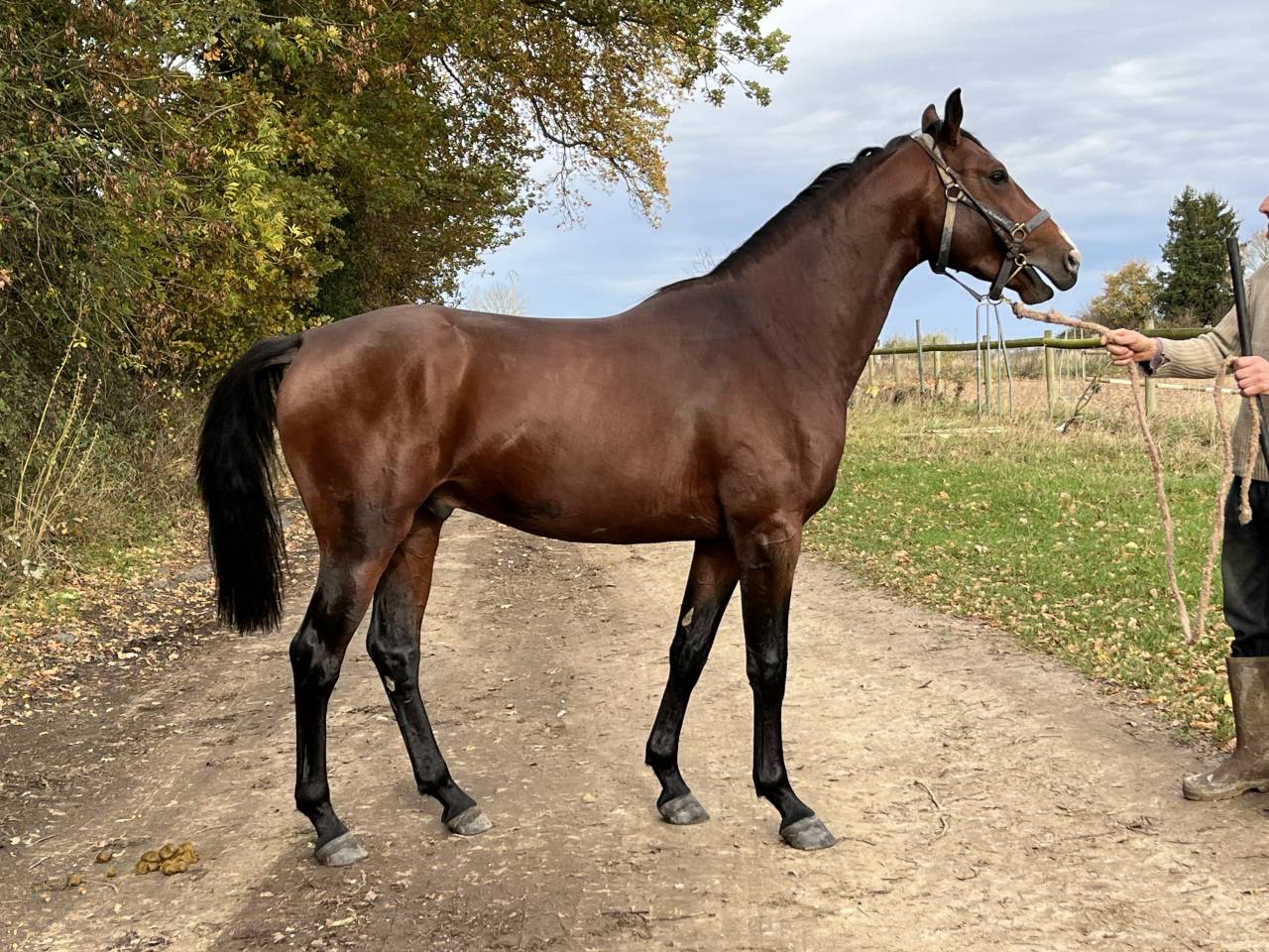 Rider, Showjumping - Other contract Other - Calvados France