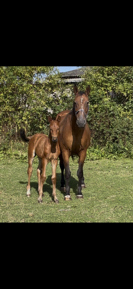 Rider, Showjumping - Other contract Other - Calvados France