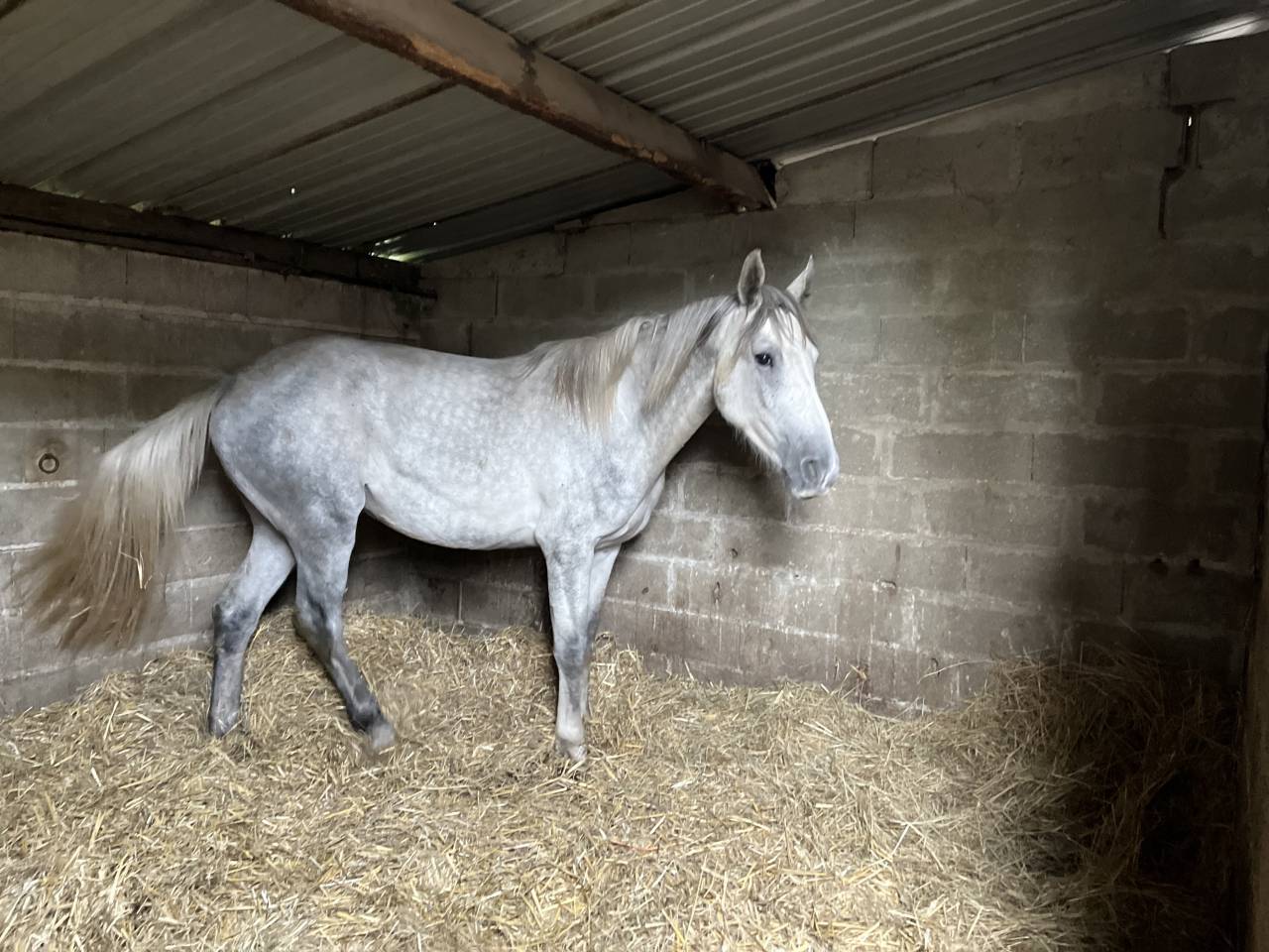 Working student - Intern Half time - Calvados France