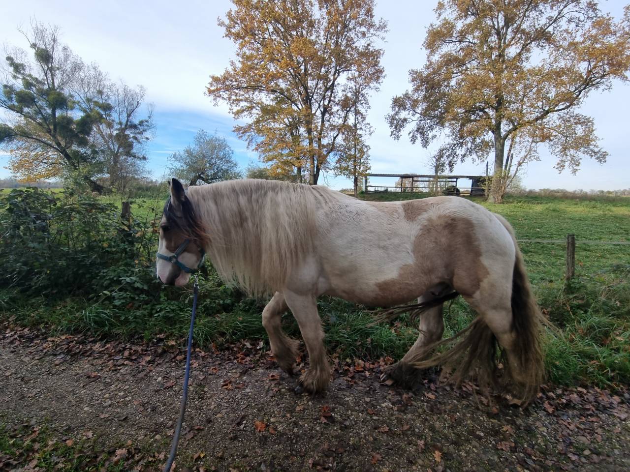 Cairnview Milo  - Irish Cob 2022 by Cairnview Forest