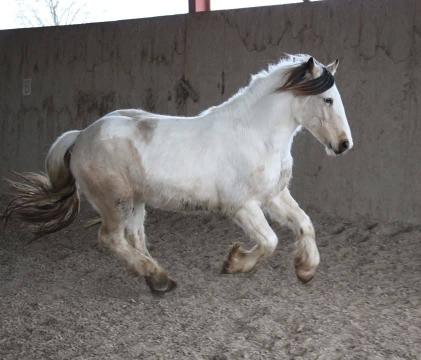 Cairnview Milo  - Irish Cob 2022 by Cairnview Forest