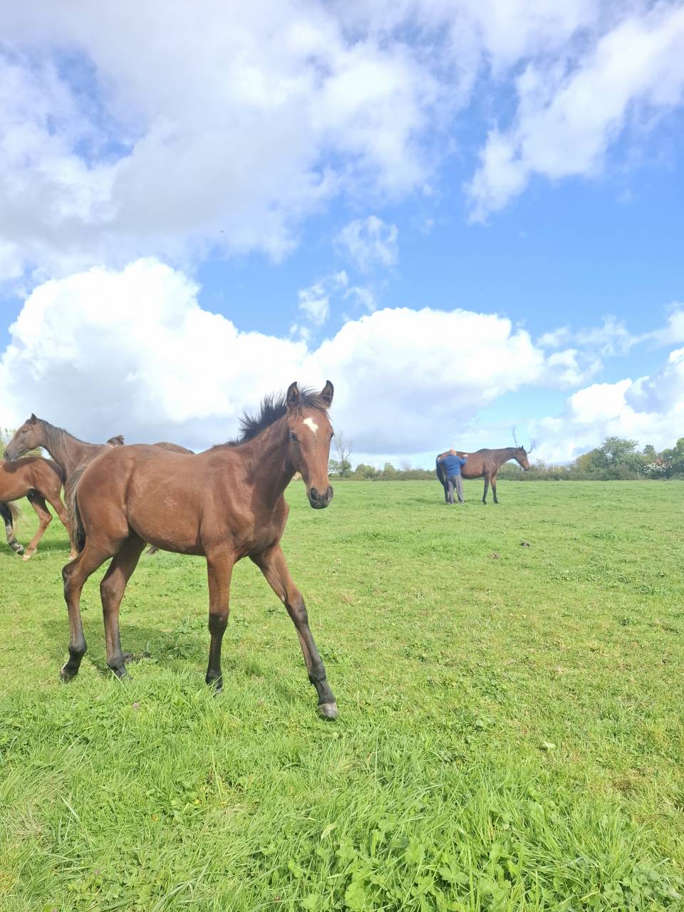 Colt Anglo-Norman For sale 2025 Bay