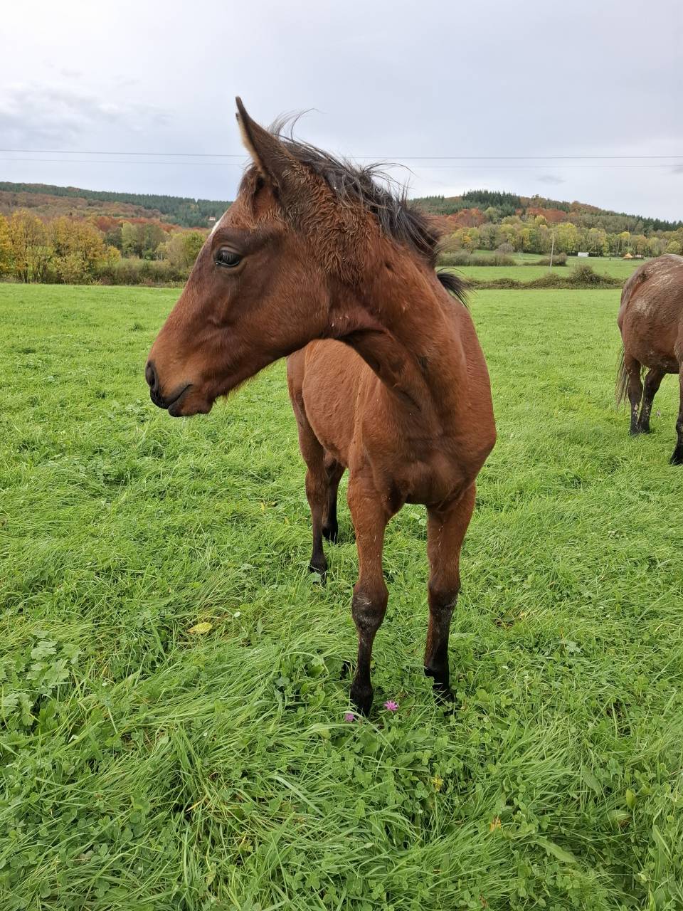 Colt Anglo-Norman For sale 2025 Bay