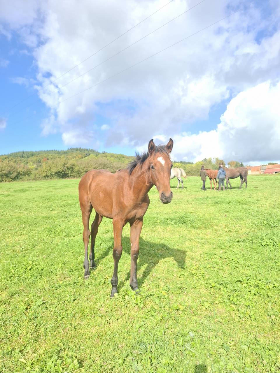 Colt Anglo-Norman For sale 2025 Bay