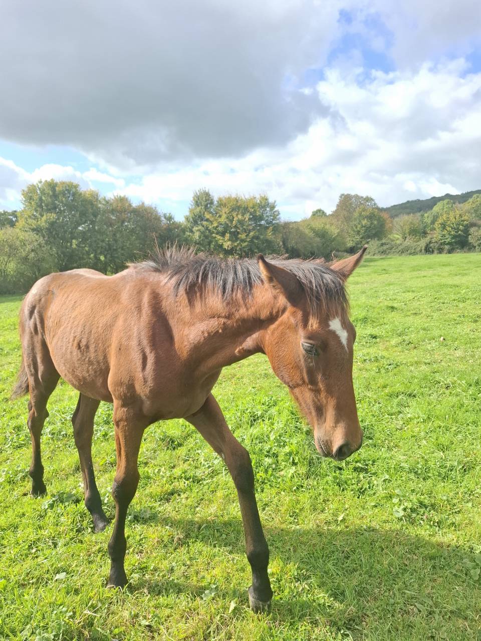 Colt Anglo-Norman For sale 2025 Bay