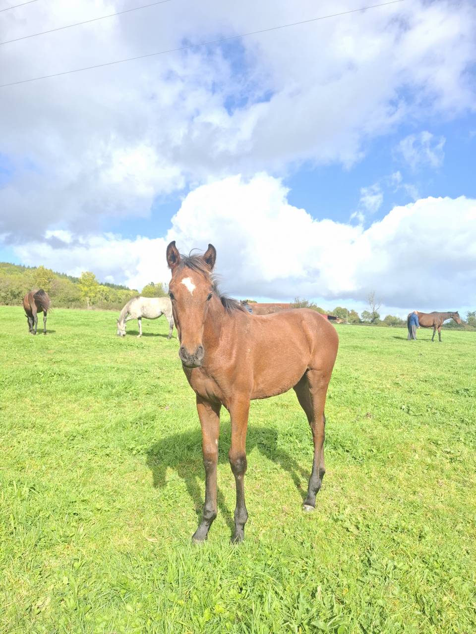 Colt Anglo-Norman For sale 2025 Bay