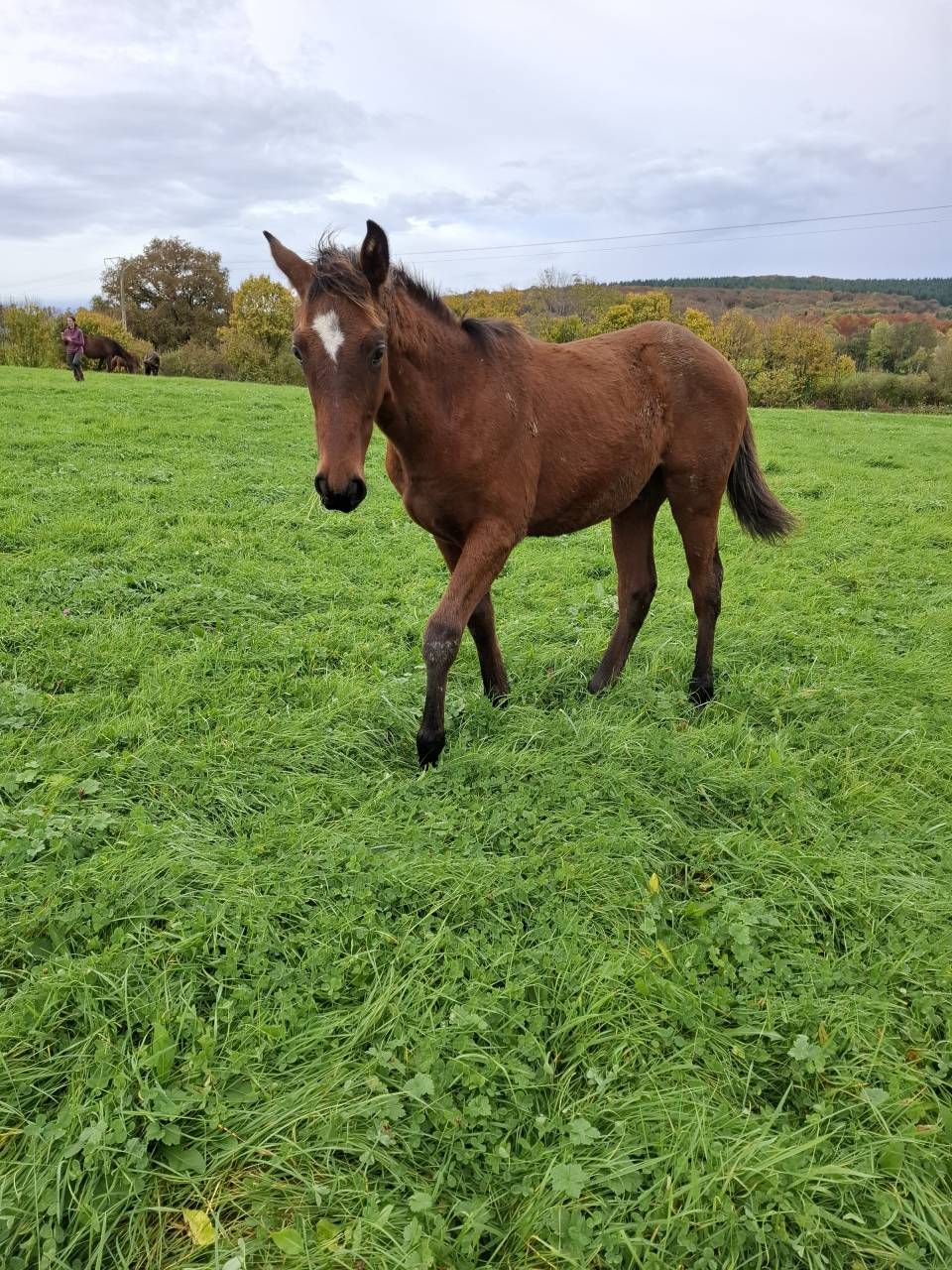 Colt Anglo-Norman For sale 2025 Bay