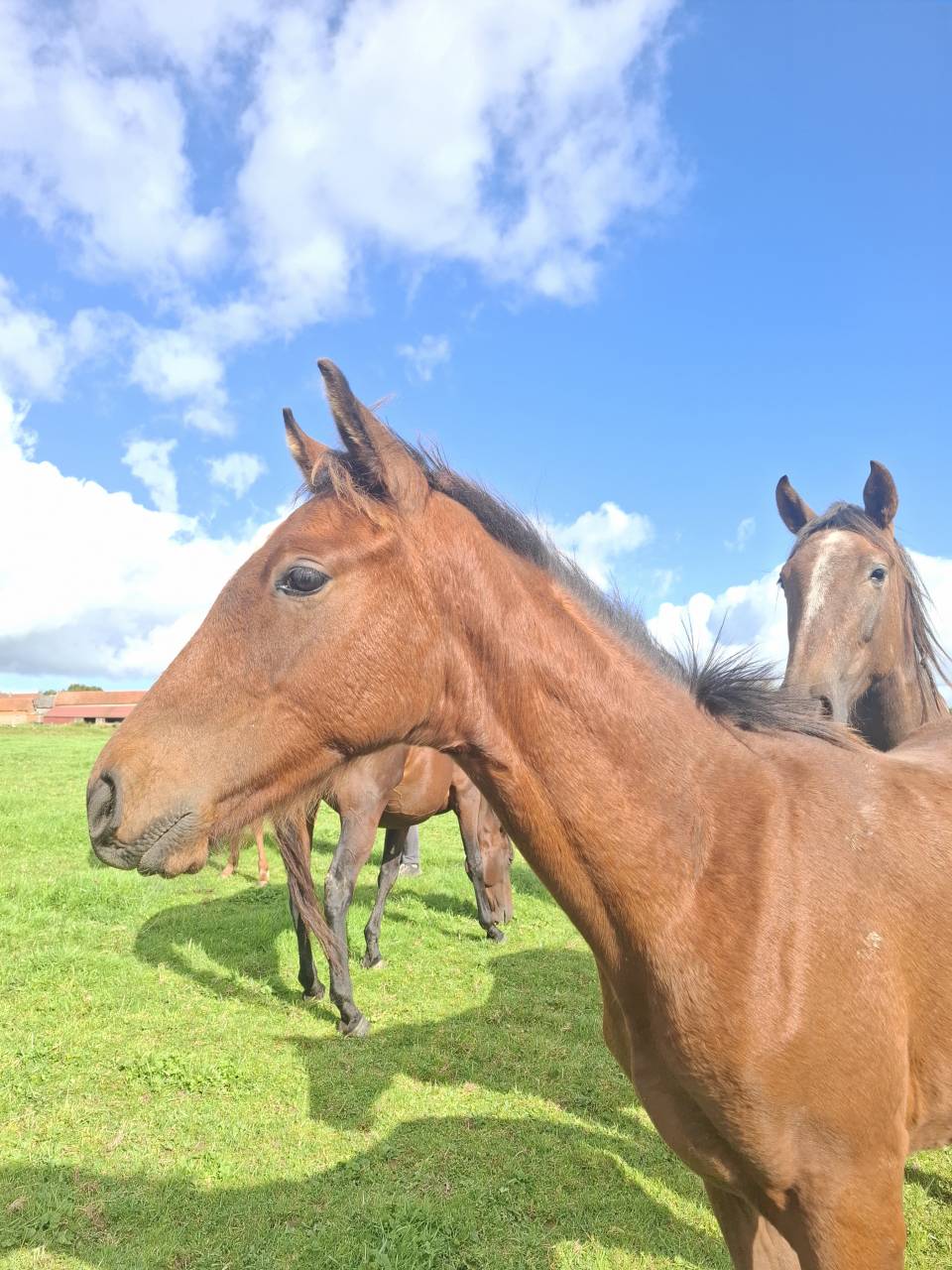 Colt Anglo-Norman For sale 2025 Bay