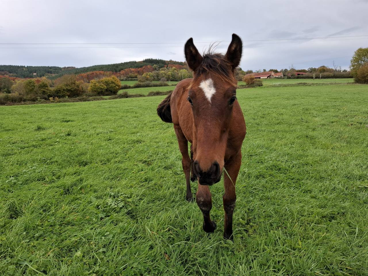 Colt Anglo-Norman For sale 2025 Bay