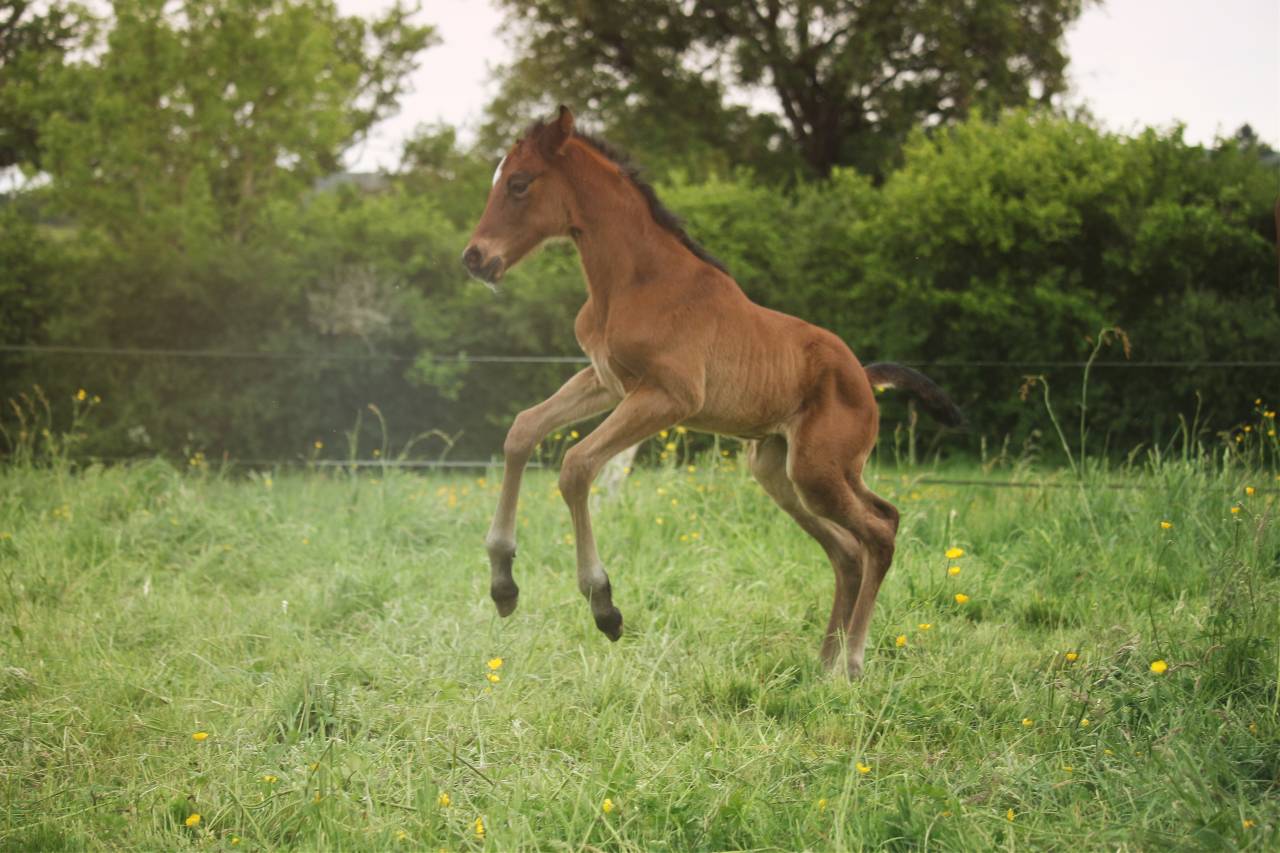 Colt Anglo-Norman For sale 2025 Bay