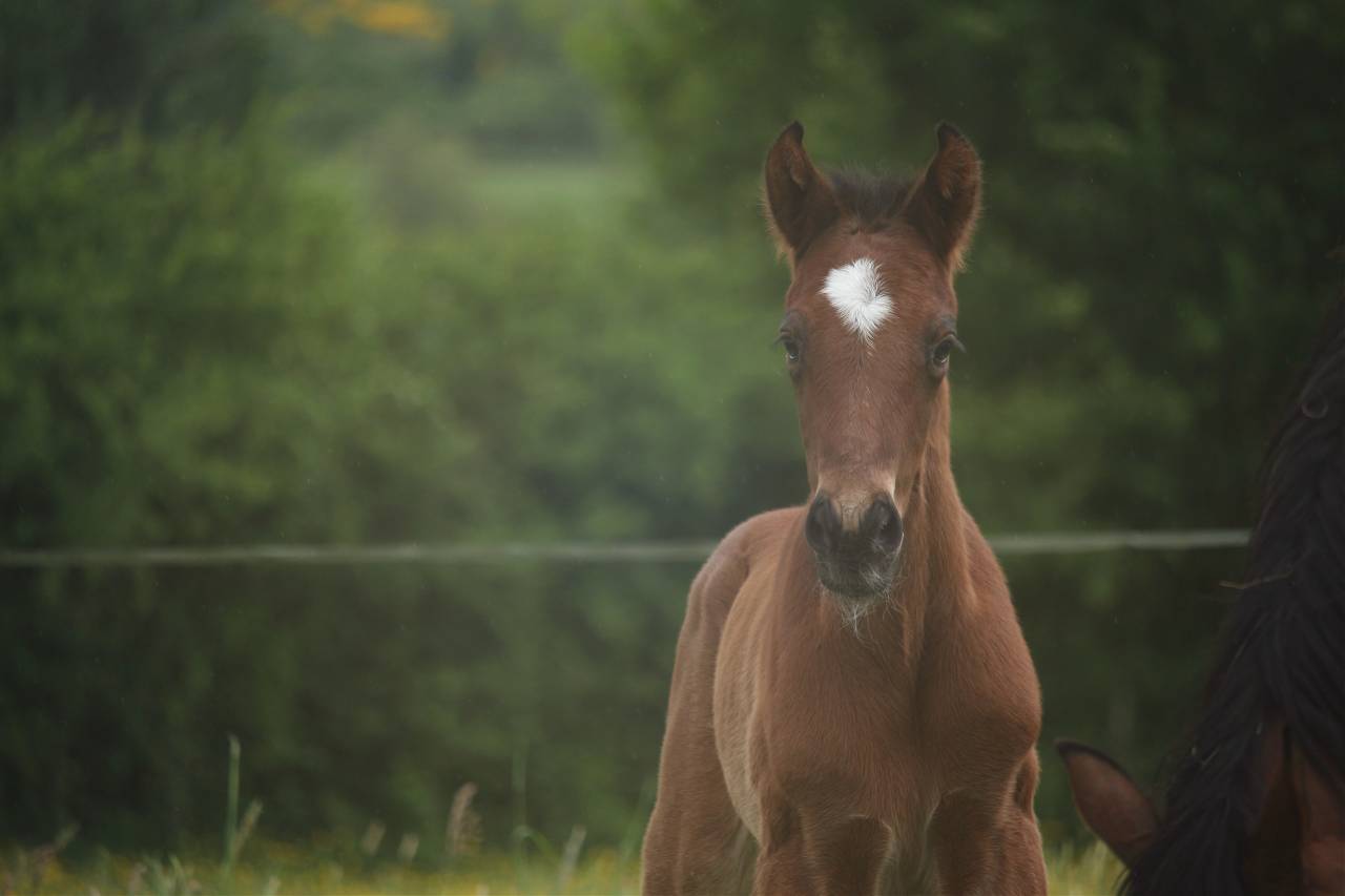 Colt Anglo-Norman For sale 2025 Bay