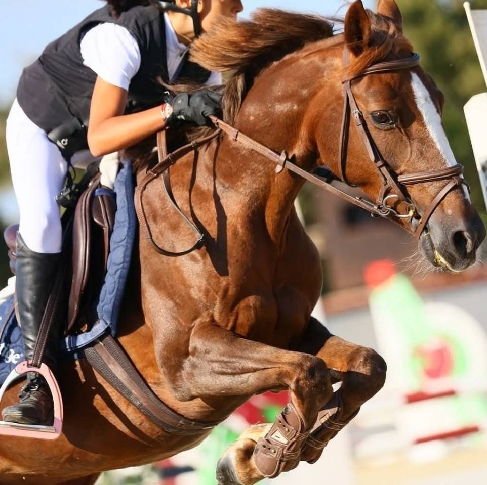 Mare Other Pony Breed For sale 2009 Liver chestnut