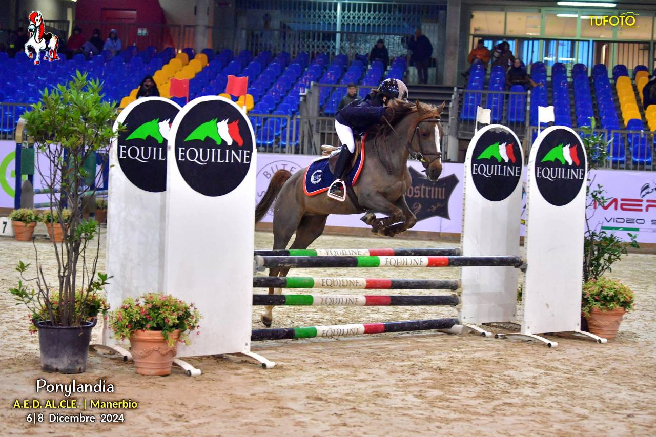 Mare Other Pony Breed For sale 2009 Liver chestnut