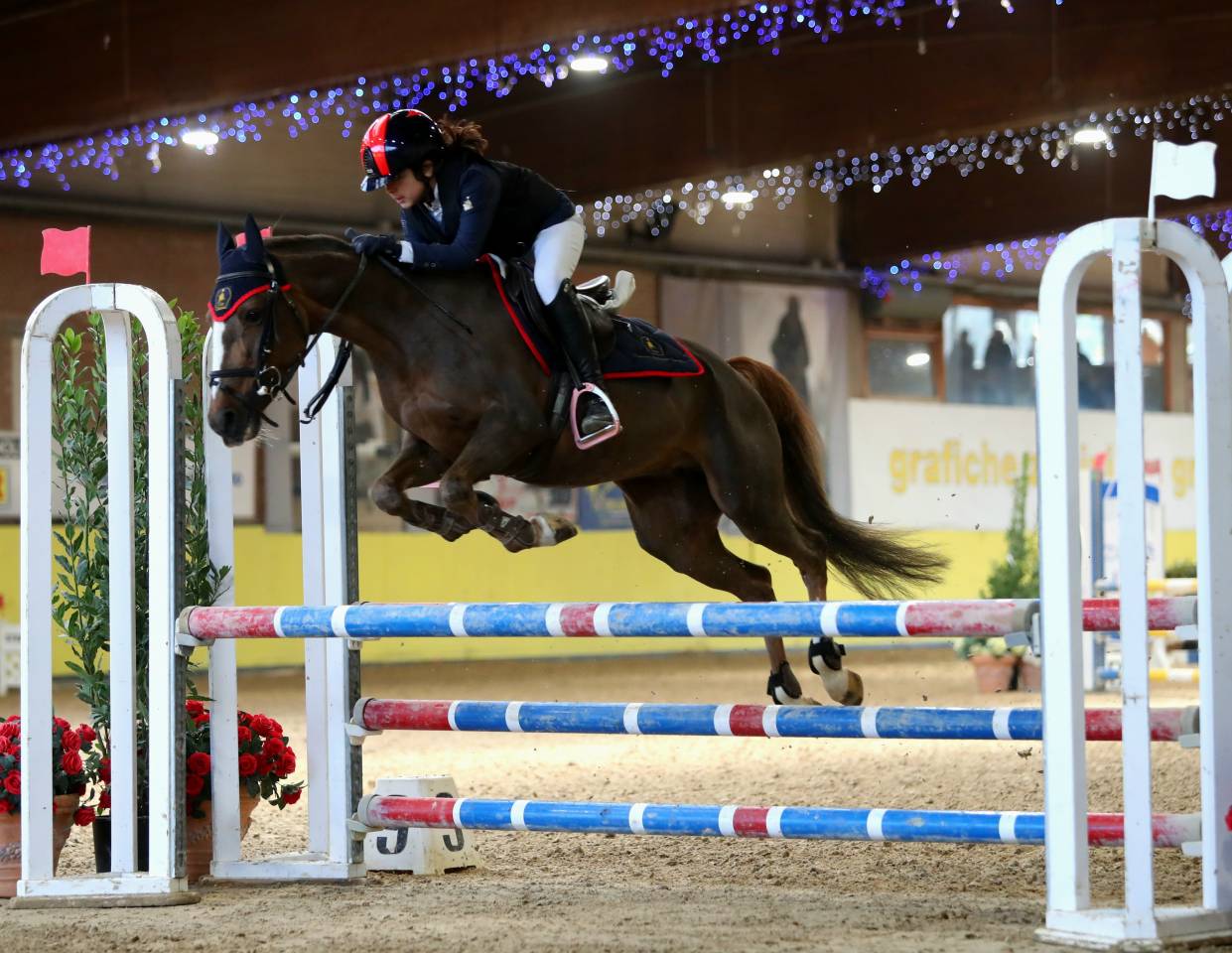 Mare Other Pony Breed For sale 2009 Liver chestnut