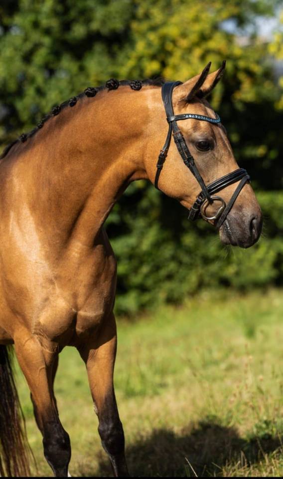 Mare Welsh Part Bred For sale 2019 Buckskin