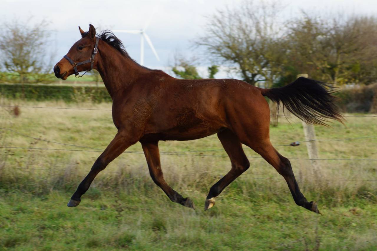 Mare Selle Français For sale 2024 Bay