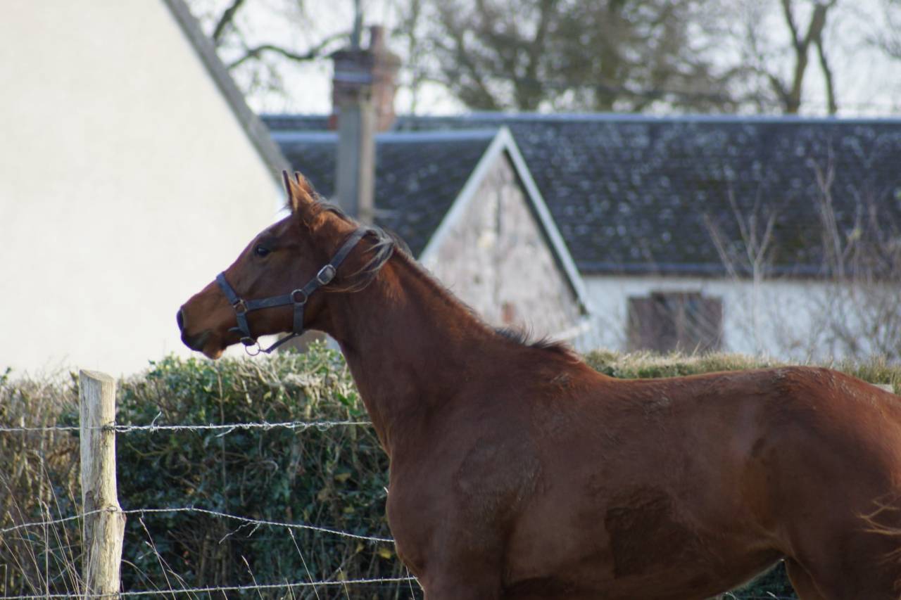 Mare Selle Français For sale 2024 Bay