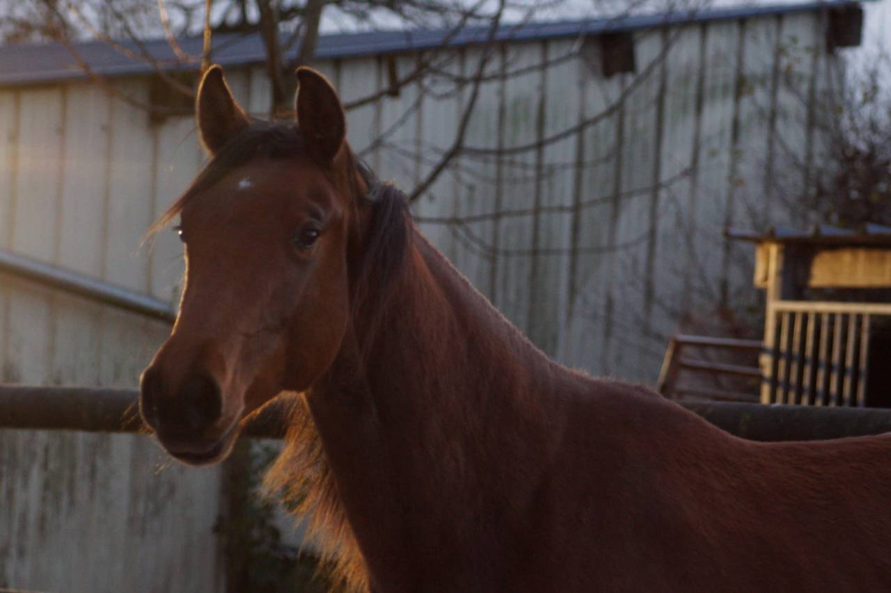 Mare Selle Français For sale 2024 Bay