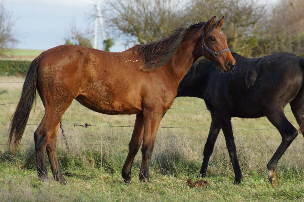 Mare Selle Français For sale 2024 Bay