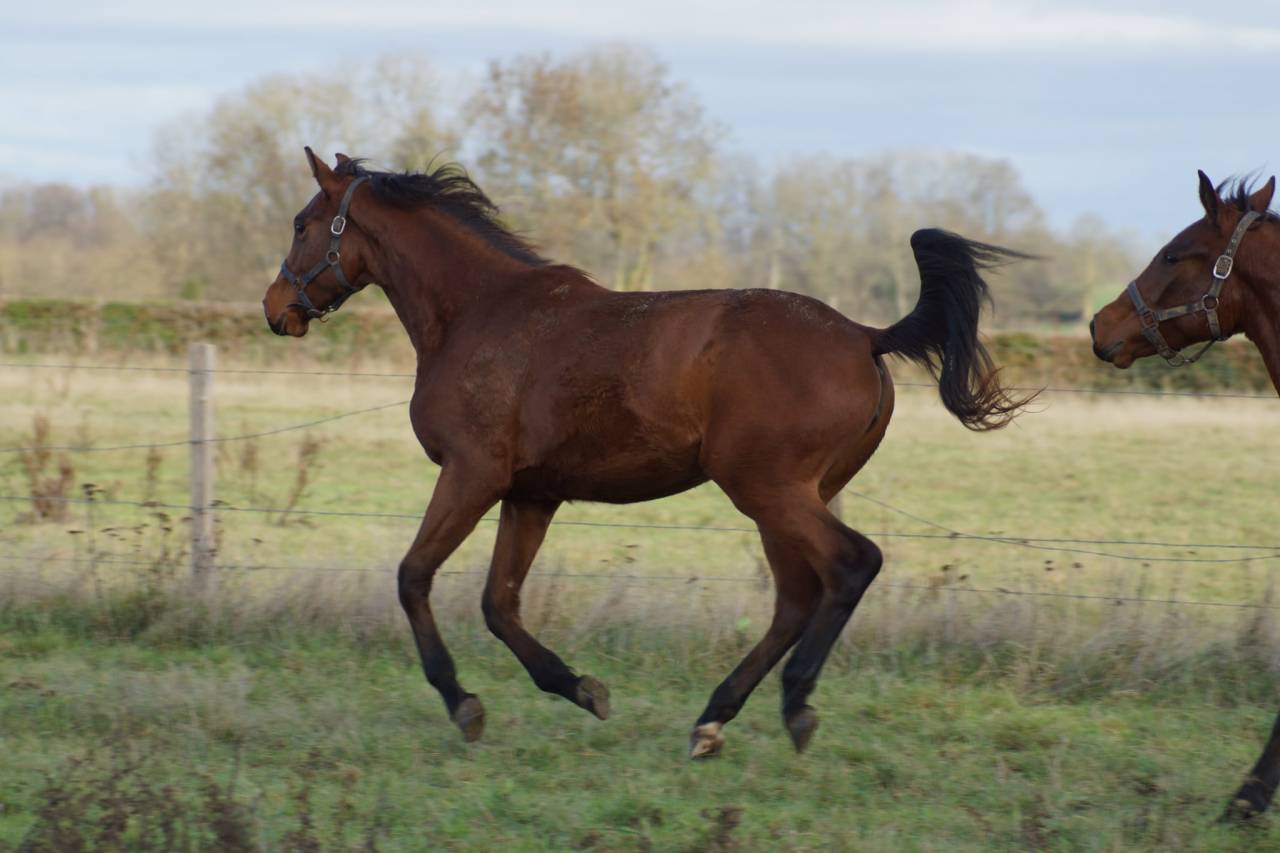 Mare Selle Français For sale 2024 Bay