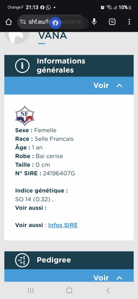 Mare Selle Français For sale 2024 Bay