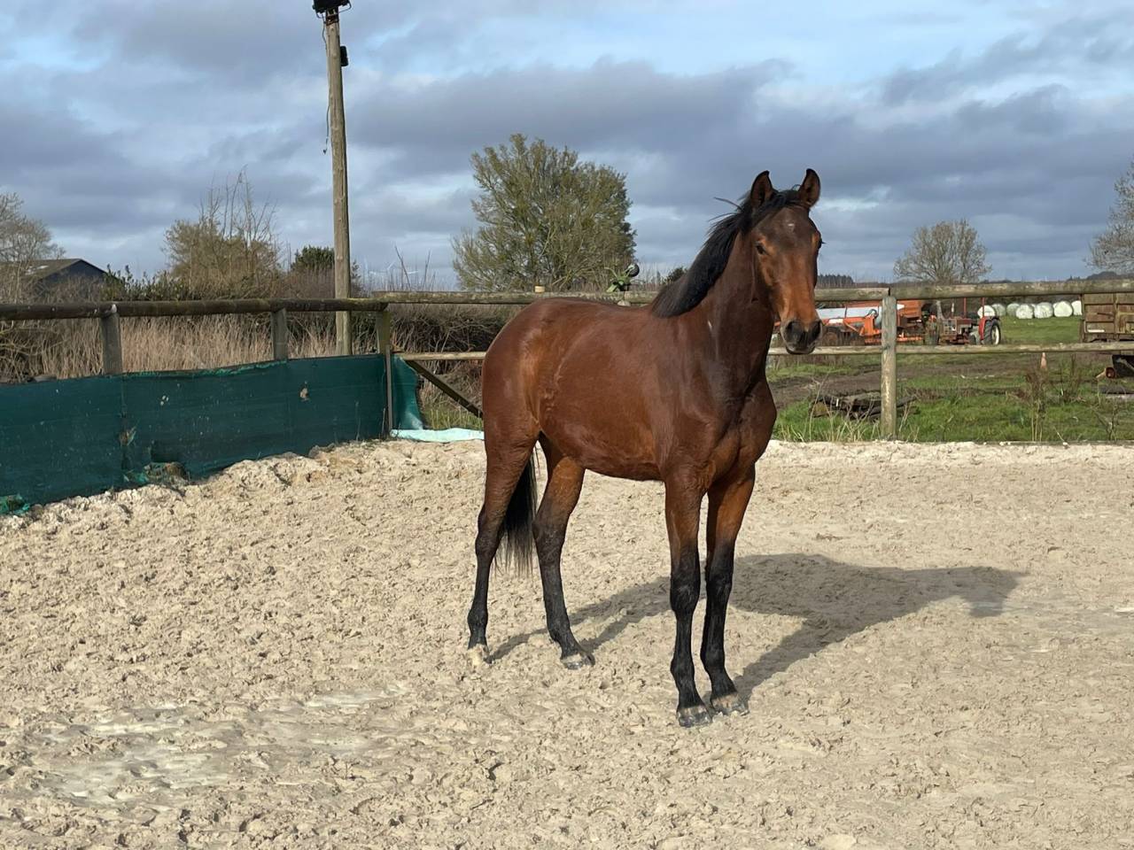 Mare Selle Fran&ccedil;ais For sale 2024 Bay