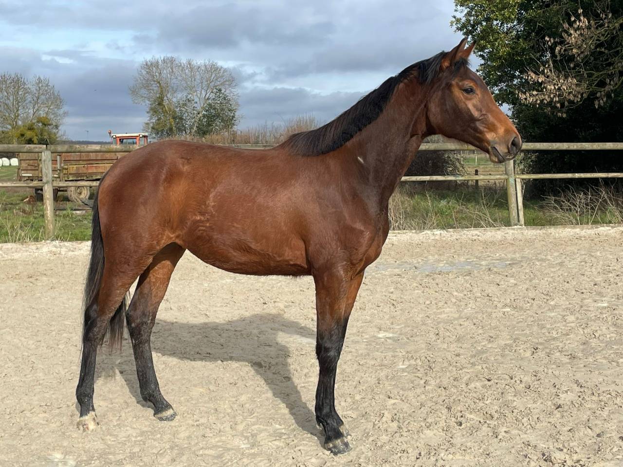 Mare Selle Fran&ccedil;ais For sale 2024 Bay