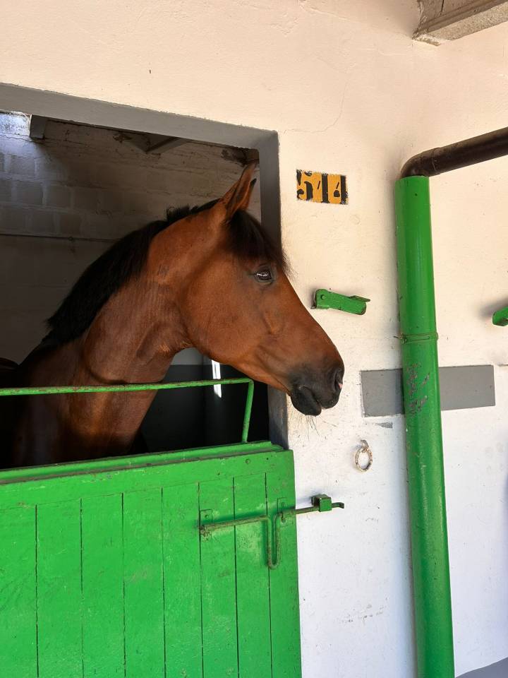 Gelding sBs Belgian Warmblood For sale 2019 Bay