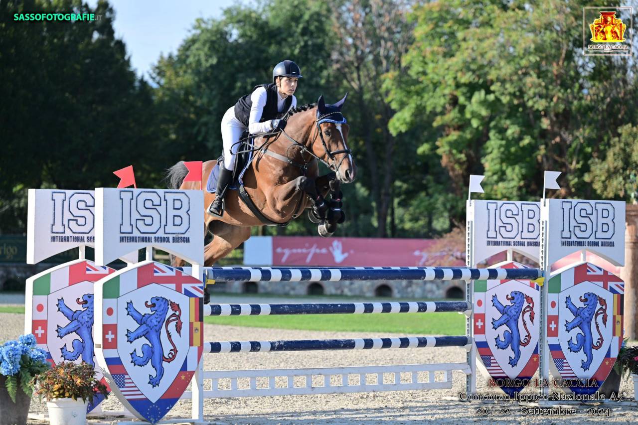 Gelding sBs Belgian Warmblood For sale 2019 Bay