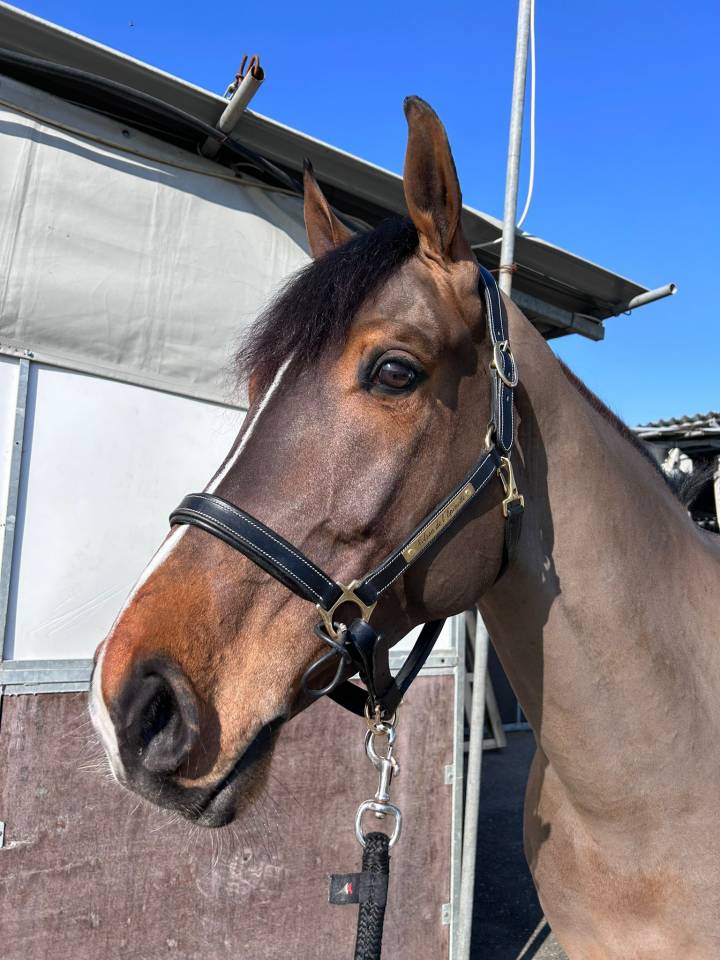 Gelding sBs Belgian Warmblood For sale 2019 Bay