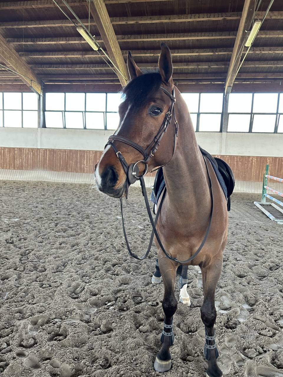 Gelding sBs Belgian Warmblood For sale 2019 Bay