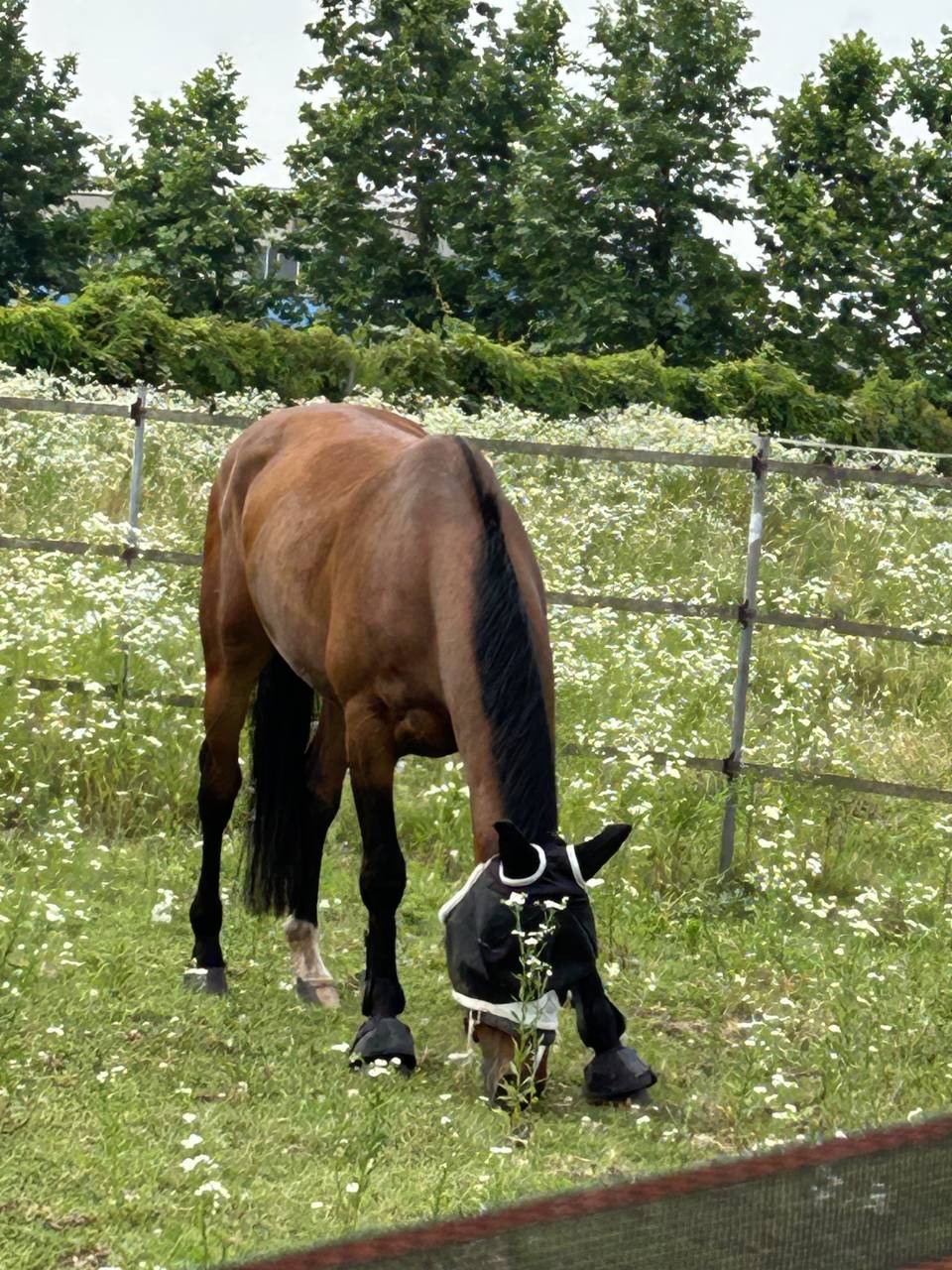 Gelding sBs Belgian Warmblood For sale 2019 Bay