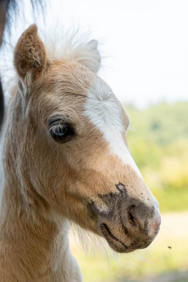 Colt Shetland Pony For sale 2025 Palomino