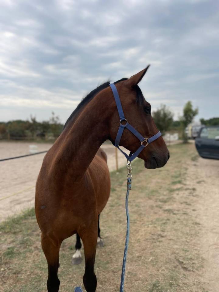 Gelding Origin Recorded For sale 2019 Bay