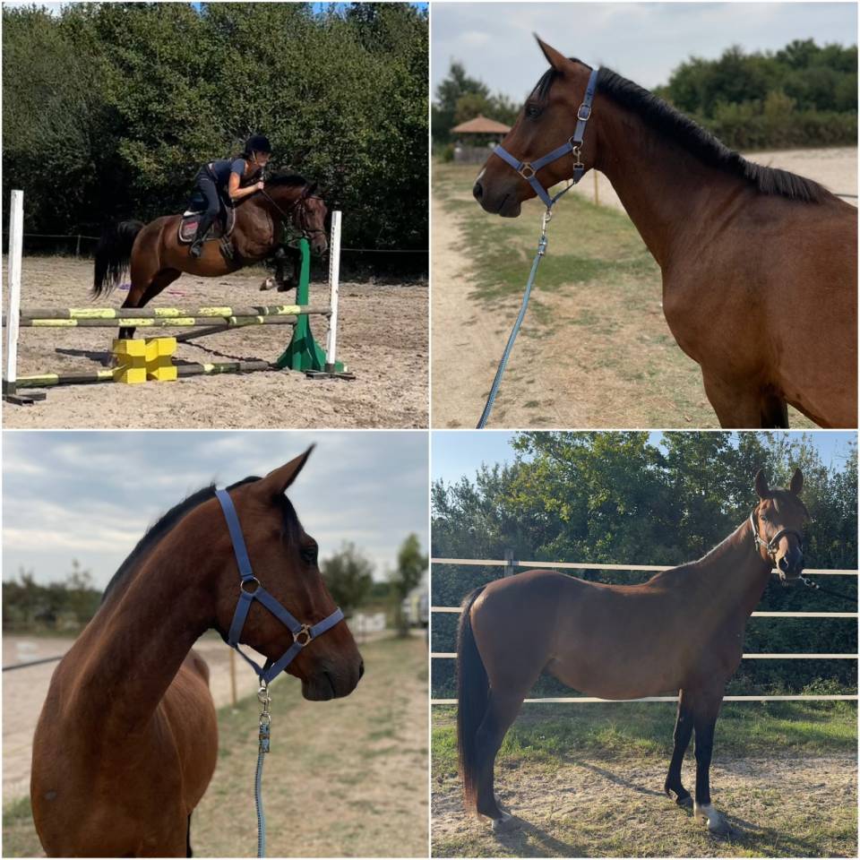 Gelding Origin Recorded For sale 2019 Bay