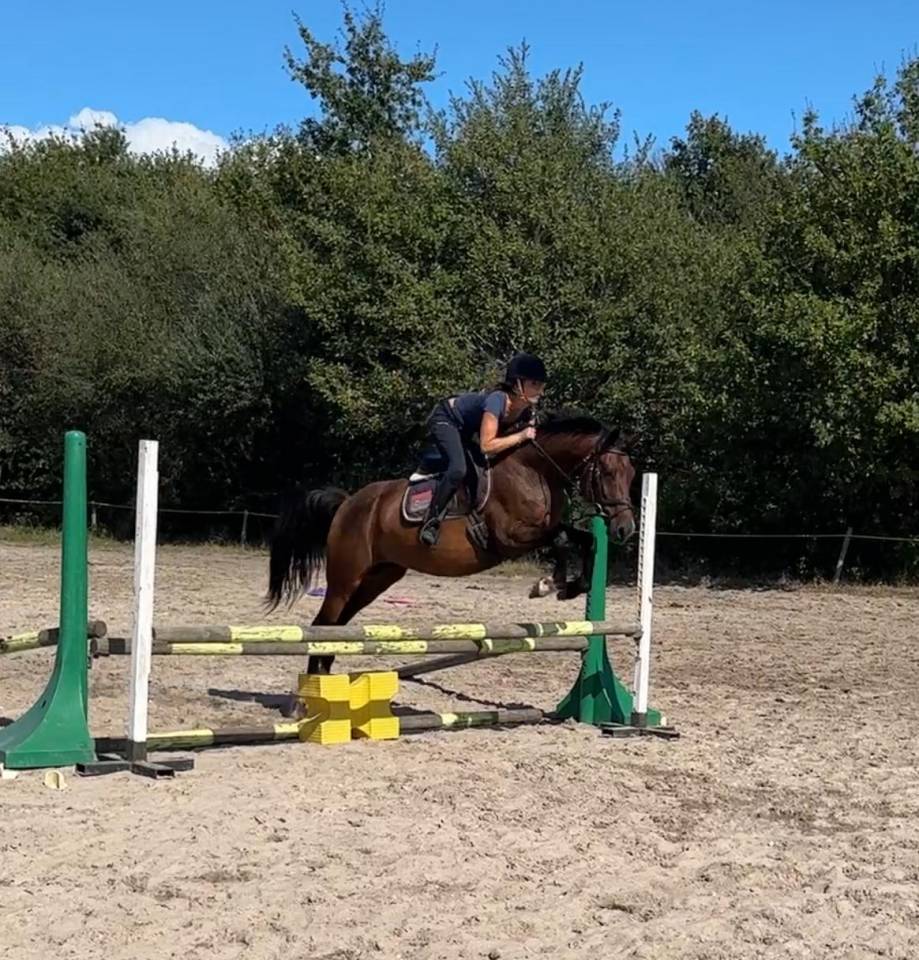 Gelding Origin Recorded For sale 2019 Bay