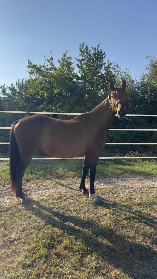Gelding Origin Recorded For sale 2019 Bay