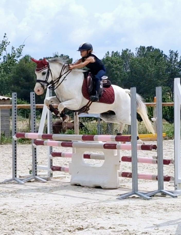 Gelding Welsh Pony (Section C) For sale 2014 Grey