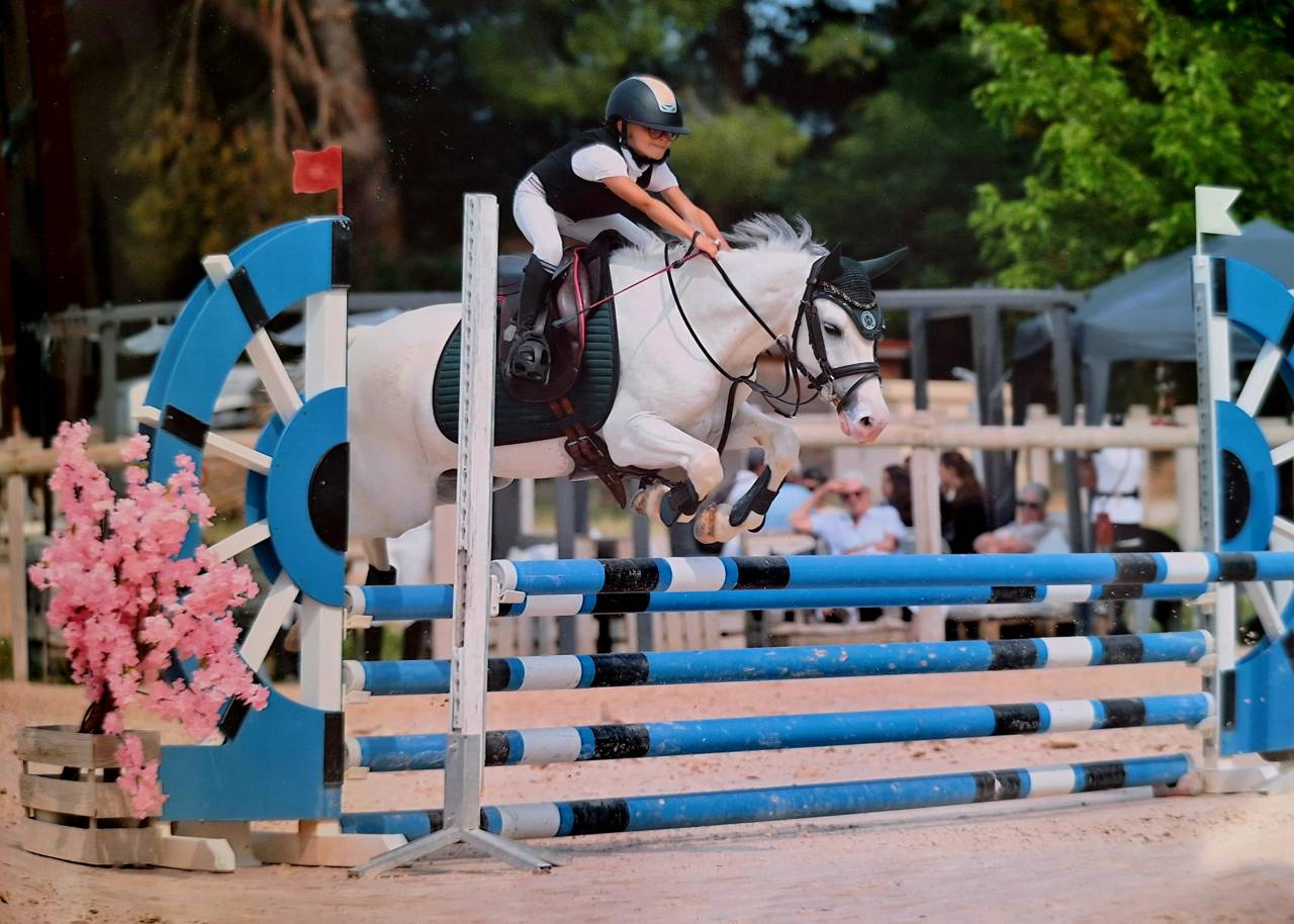 Gelding Welsh Pony (Section C) For sale 2014 Grey