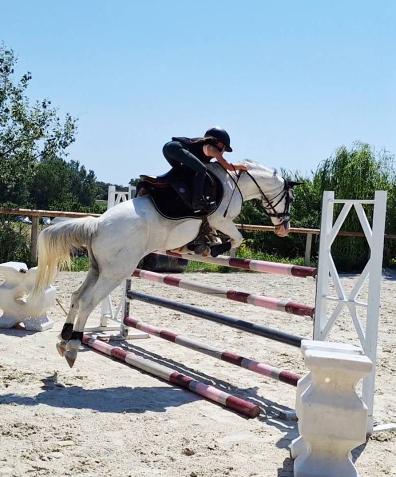 Gelding Welsh Pony (Section C) For sale 2014 Grey