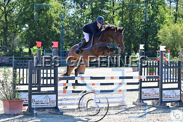 Mare Selle Fran&ccedil;ais For sale 2018 Bay