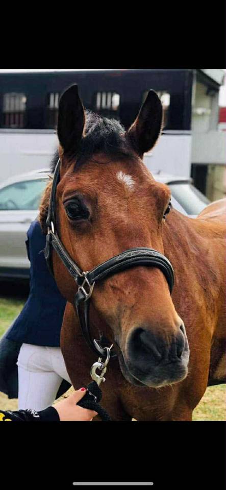 Gelding Other Pony Breed For sale 2012 Bay