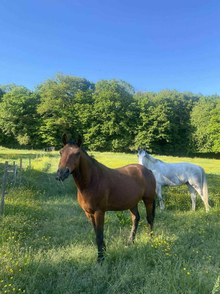 Gelding Other Pony Breed For sale 2012 Bay